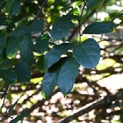 馬來西亞風車果中國能種植嗎