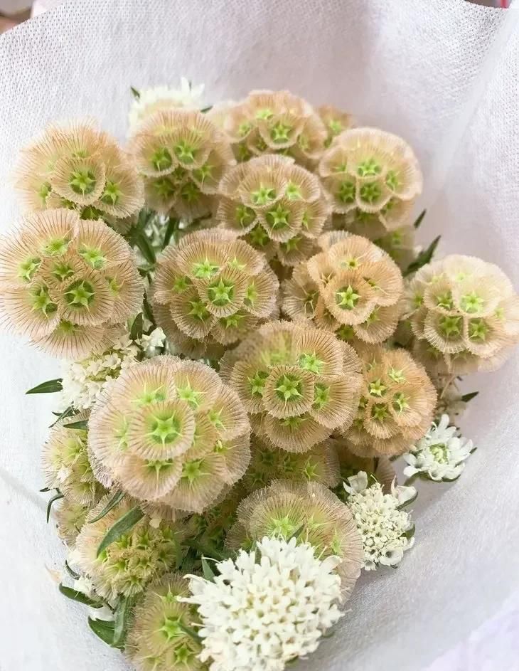 馬來西亞風車果中國能種植嗎