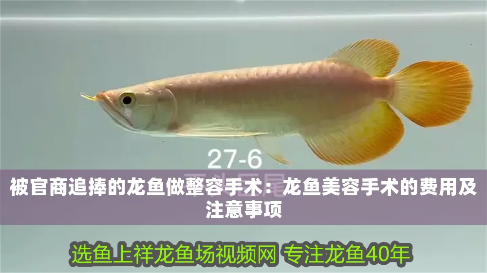 被官商追捧的龍魚做整容手術(shù)：龍魚美容手術(shù)的費(fèi)用及注意事項(xiàng)