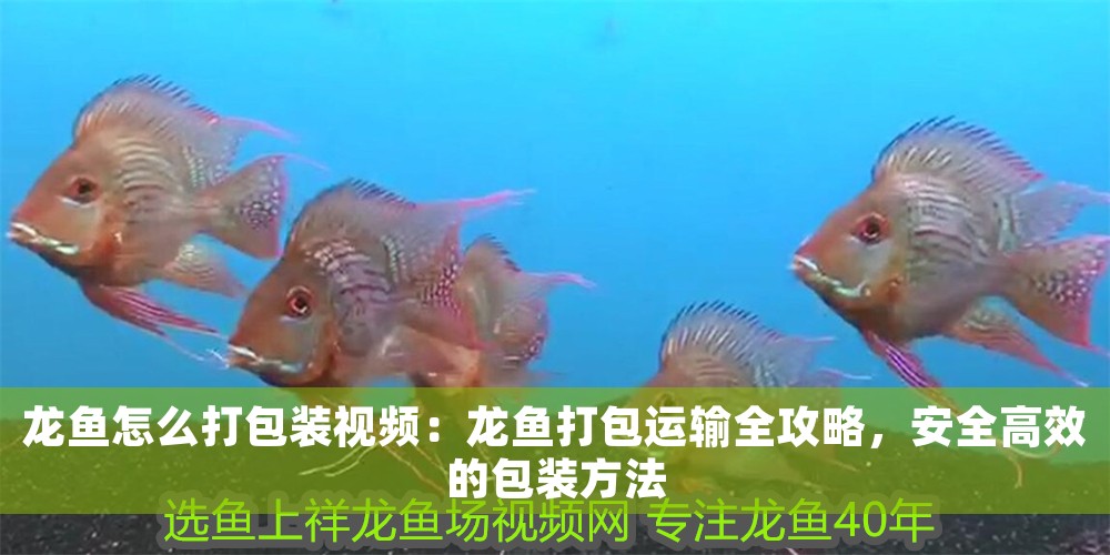 龍魚怎么打包裝視頻：龍魚打包運輸全攻略，安全高效的包裝方法