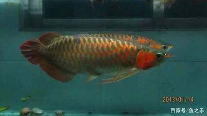 龍魚混養(yǎng)打架把尾巴打散了怎么辦：龍魚混養(yǎng)打架后如何快速恢復，龍魚混養(yǎng)打架的預防措施