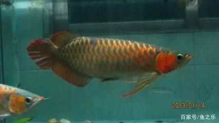 龍魚混養(yǎng)打架把尾巴打散了怎么辦：龍魚混養(yǎng)打架后如何快速恢復，龍魚混養(yǎng)打架的預防措施