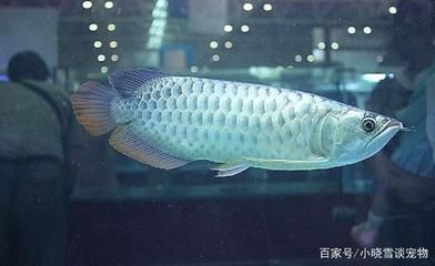 金龍魚是否兇猛，飼養者在飼養時需要注意一些事項：金龍魚很兇嗎？