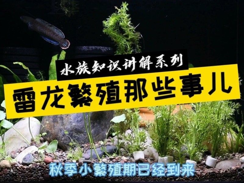 鬼王雷龍繁殖期間需要特別注意什么？