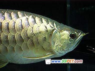金龍魚英文：金龍魚的英文是\"