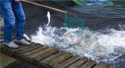龍魚批發(fā)基地：如何挑選優(yōu)質(zhì)龍魚，龍魚批發(fā)基地地理位置