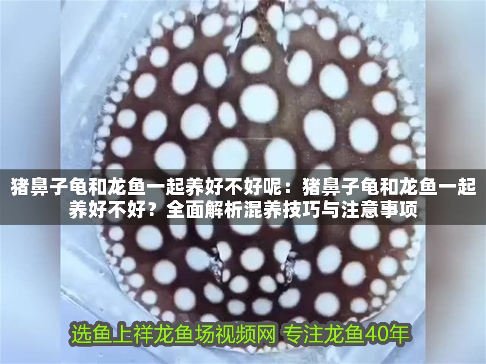 豬鼻子龜和龍魚一起養好不好呢：豬鼻子龜和龍魚一起養好不好？全面解析混養技巧與注意事項