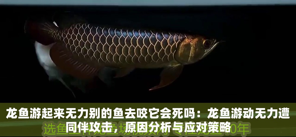龍魚游起來無力別的魚去咬它會死嗎：龍魚游動無力遭同伴攻擊，原因分析與應對策略