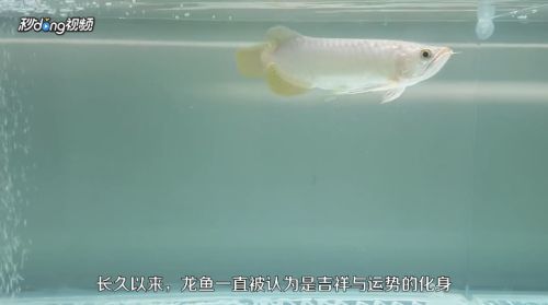 龍魚怎么養大：養大龍魚的基本步驟和注意事項和注意事項和注意事項