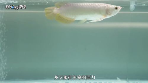 龍魚怎么養大：養大龍魚的基本步驟和注意事項和注意事項和注意事項