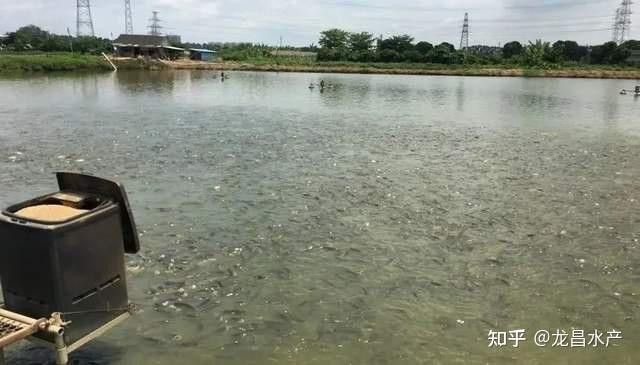 如何判斷七彩雷龍魚是否吃飽？