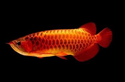高背金龍魚(yú)價(jià)格走勢(shì)如何