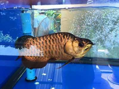 高背金龍魚(yú)價(jià)格走勢(shì)如何