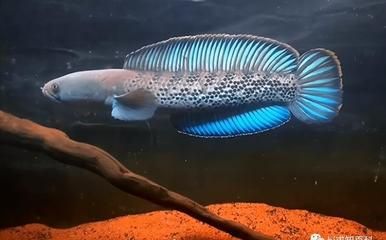 雷龍魚(yú)最簡(jiǎn)單三個(gè)食物：雷龍魚(yú)專(zhuān)用魚(yú)糧搭配指南,雷龍魚(yú)肥胖預(yù)防方法