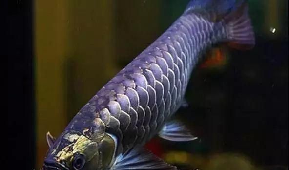 龍魚打架打多久（如何判斷龍魚打架結束，龍魚領地意識強的原因）