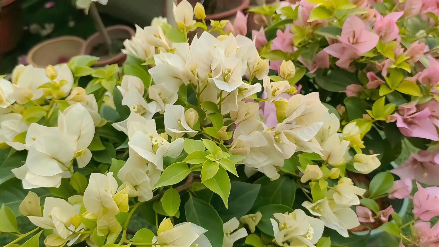 白色金龍魚價格多少錢一條圖片