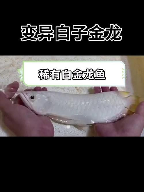 白色金龍魚價格多少錢一條圖片