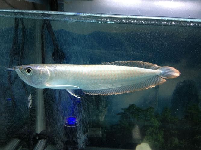 白色金龍魚價格多少錢一條圖片