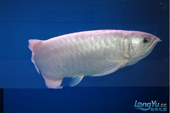 白色金龍魚價格多少錢一條圖片