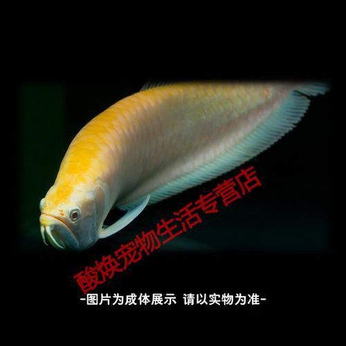 白色金龍魚價格多少錢一條圖片