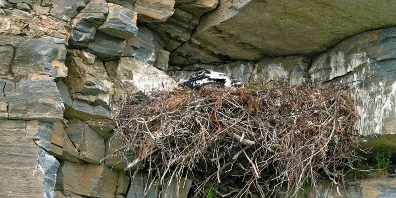 有哪些組織在保護金頭古龍？ 有哪些組織在保護金頭古龍？ 龍魚百科