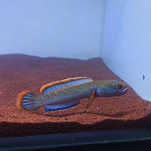 小型龍魚的價格及圖片及價格