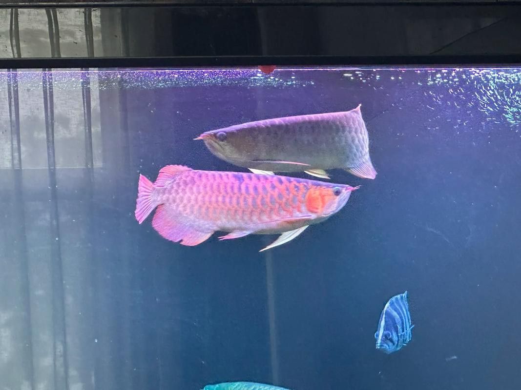 小型龍魚的價格及圖片及價格