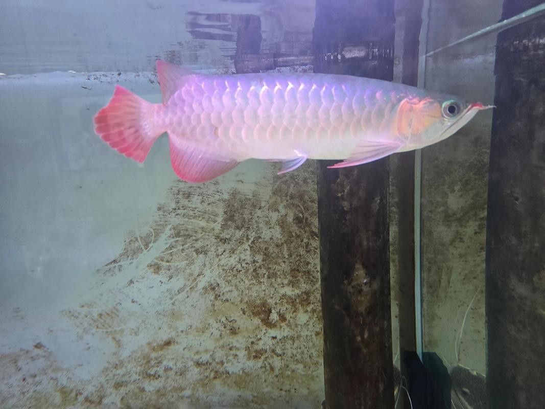 小型龍魚的價格及圖片及價格