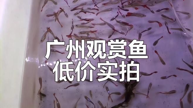 小型龍魚的價格及圖片及價格