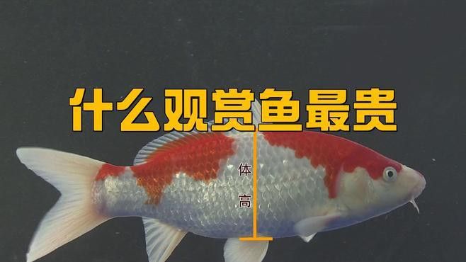 小型龍魚的價格及圖片及價格