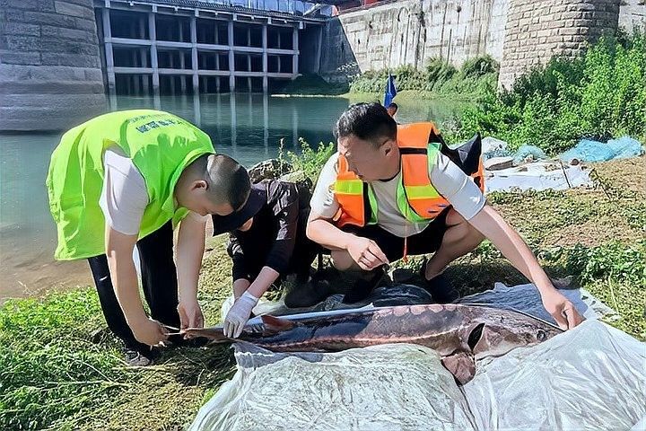 鱘龍魚產地在中國的哪里