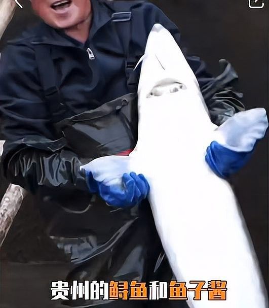 鱘龍魚產地在中國的哪里