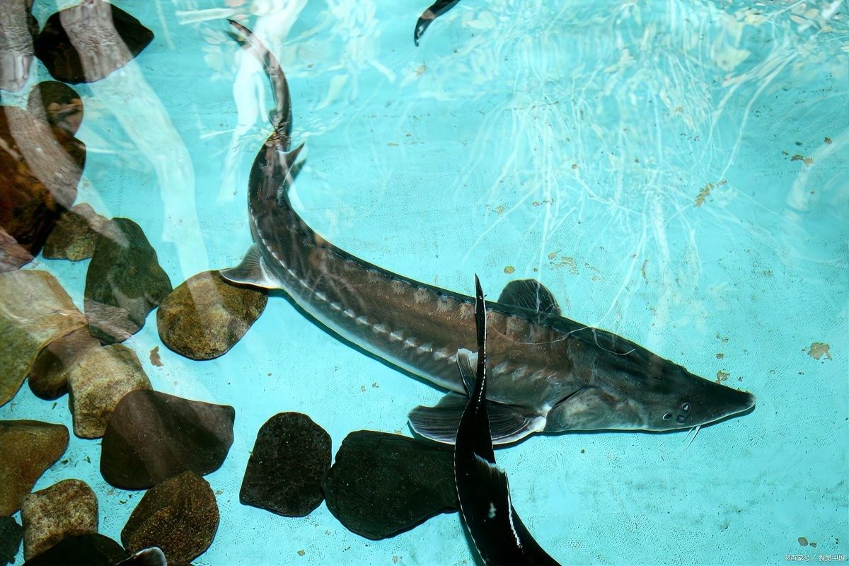 鱘龍魚產地在中國的哪里