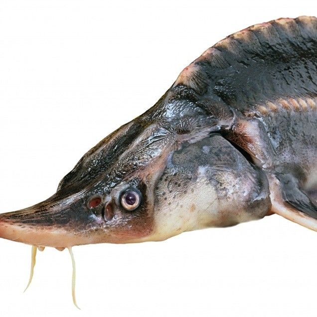 鱘龍魚產地在中國的哪里