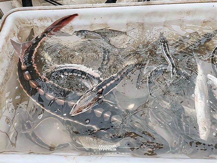 鱘龍魚產地在中國的哪里