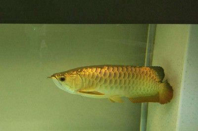 龍魚(yú)缸ph值怎么調(diào)節(jié)：如何調(diào)節(jié)龍魚(yú)缸的ph值