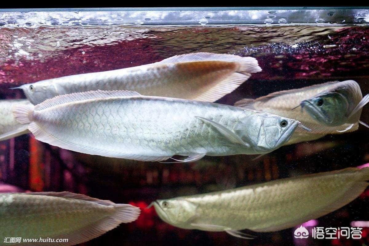 龍魚受驚嚇后開燈還是關燈養：龍魚受到驚嚇后，應該如何處理