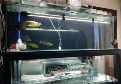 德國黑鉆龍魚缸怎么樣：德國黑鉆魚缸怎么樣
