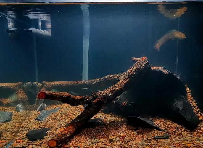 龍魚缸造景圖片