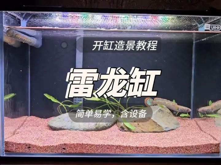 龍魚缸造景圖片