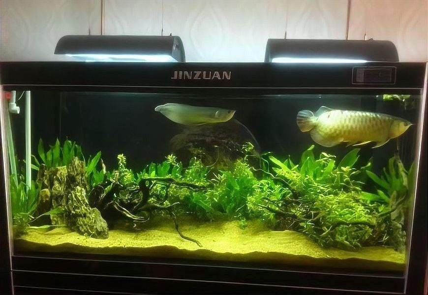 龍魚缸造景圖片