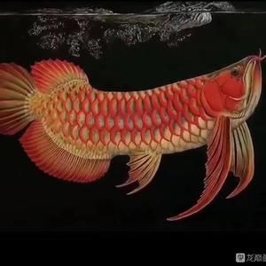 古典金龍魚怎么養的好（養殖古典金龍魚需要考慮多個方面）