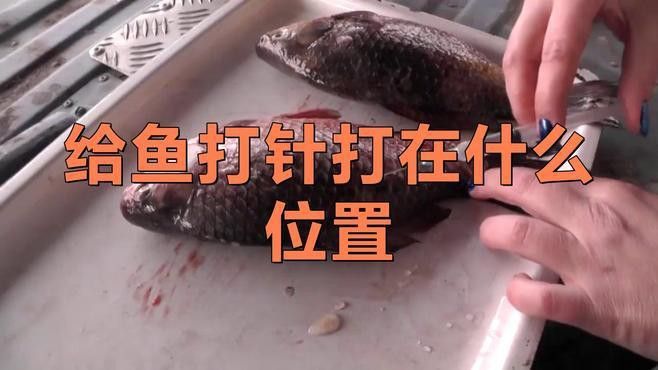 怎么給龍魚(yú)麻醉打針