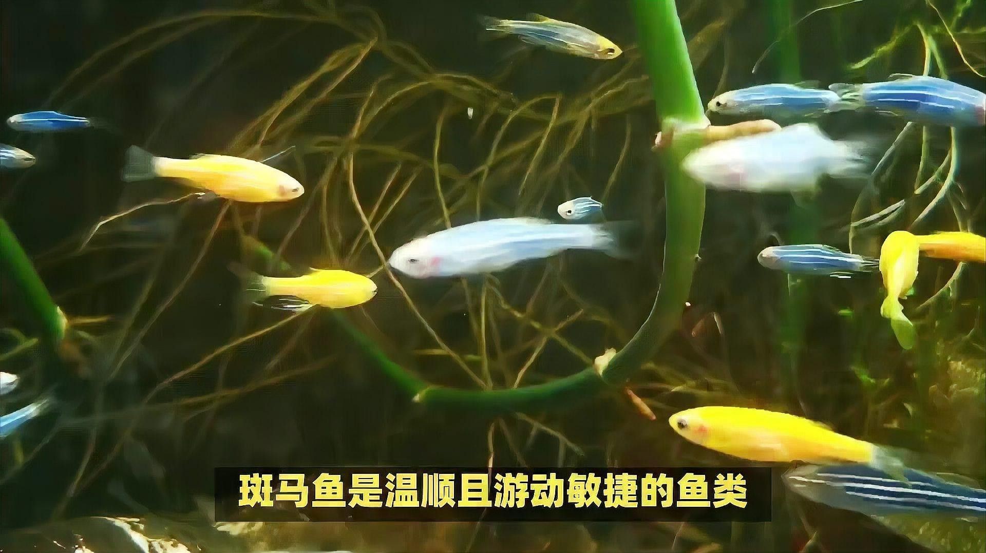 推薦一些適合與曼龍魚混養的魚類