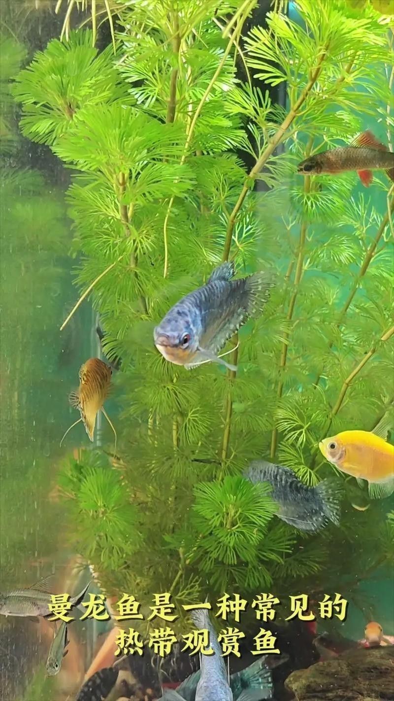 推薦一些適合與曼龍魚混養的魚類