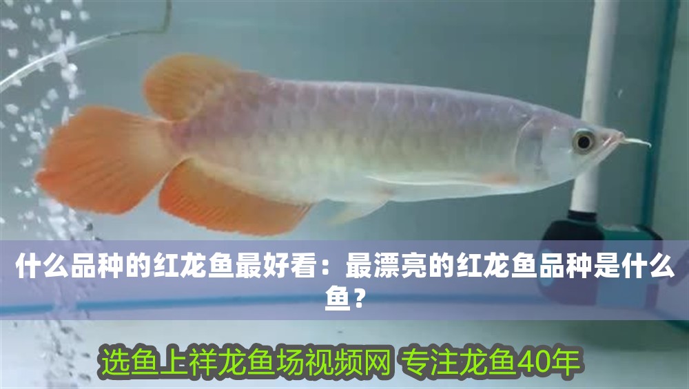 什么品種的紅龍魚最好看：最漂亮的紅龍魚品種是什么魚？