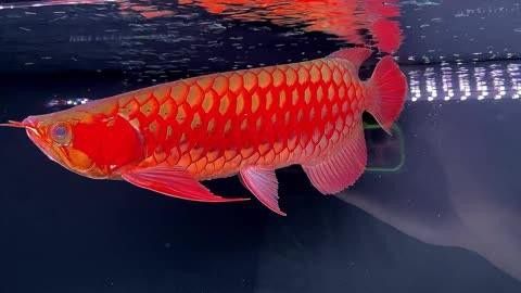 血紅龍魚的價格是多少