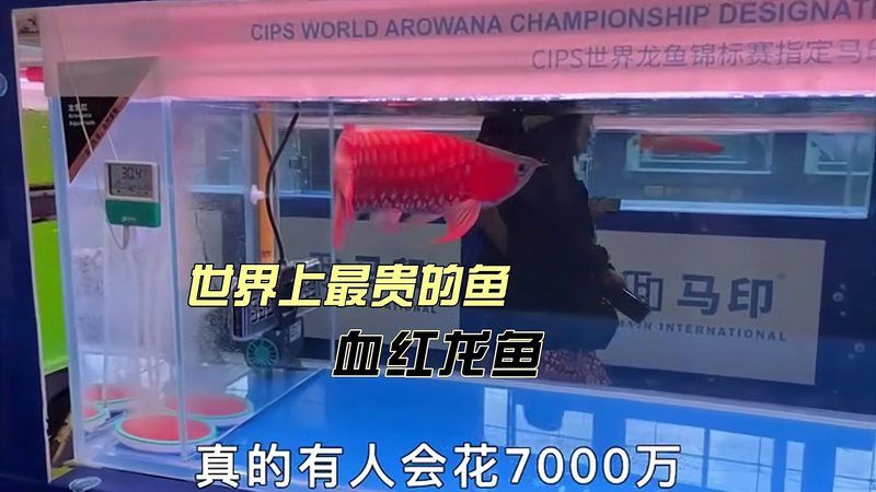 血紅龍魚的價格是多少