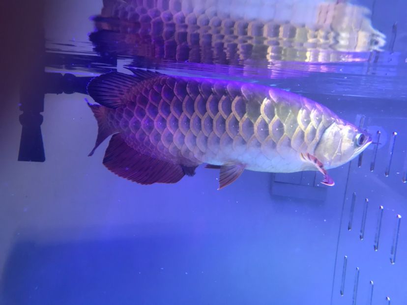 掉了很多鱗片恢復中請問多久發色呀