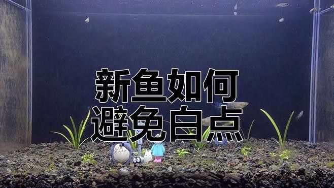 如何預(yù)防短身福龍魚的白點(diǎn)病？